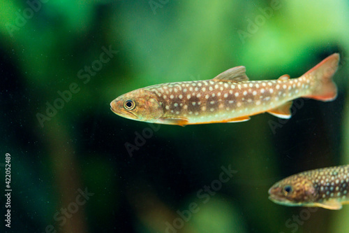 swimming landlocked masu trout fish, Yamame in the water