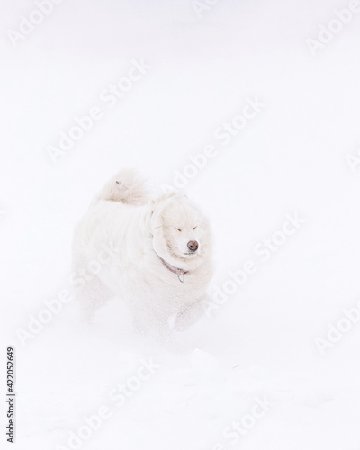 dog in a snowstorm