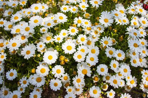 White marguerite (daisy) flowers in the garden.