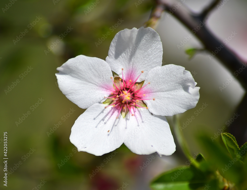 unas flores de un almendro en primavera unas flores de un almendro en primavera