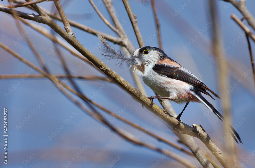 Obraz premium 巣作りに励む野鳥エナガ