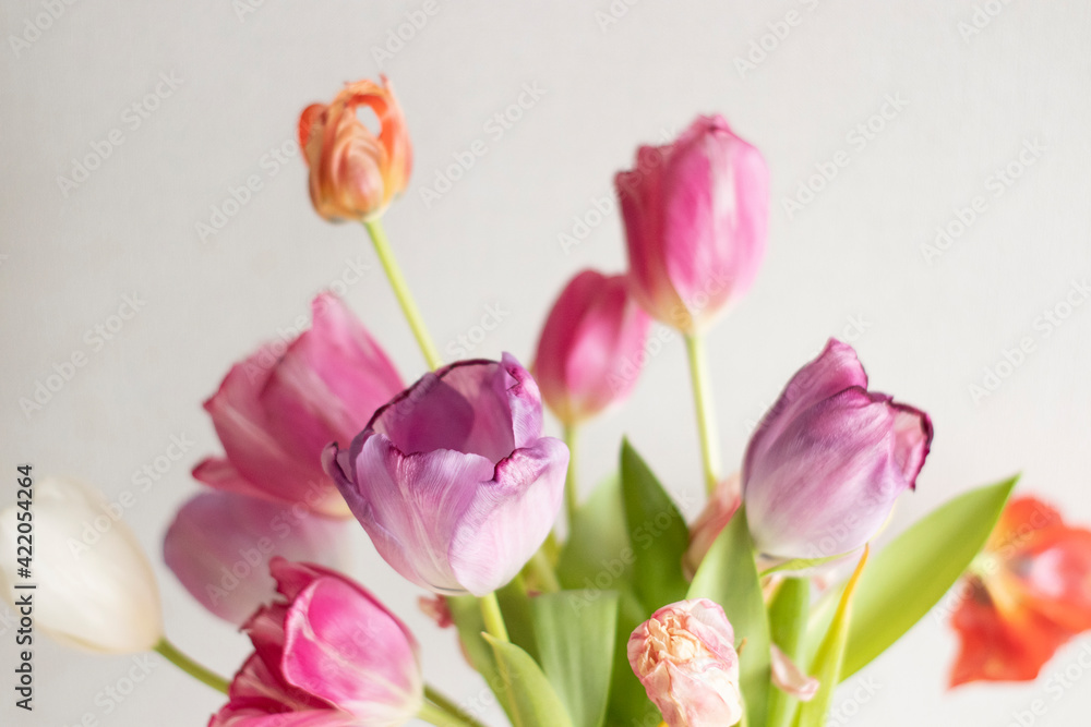 A bouquet of pink and white tulips stands upright on a light background. Growing tulips at home, pests and plant nutrition A bouquet of pink and white tulips stands upright on a light background. Growing tulips at home, pests and plant nutrition