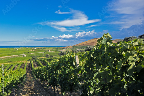 Vineyards near Cirò Marina, Calabria, Italy, Europe