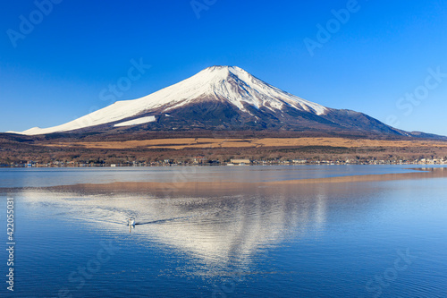 Mt. Fuji and a swan seen from Lake Yamanaka in the early winter morning