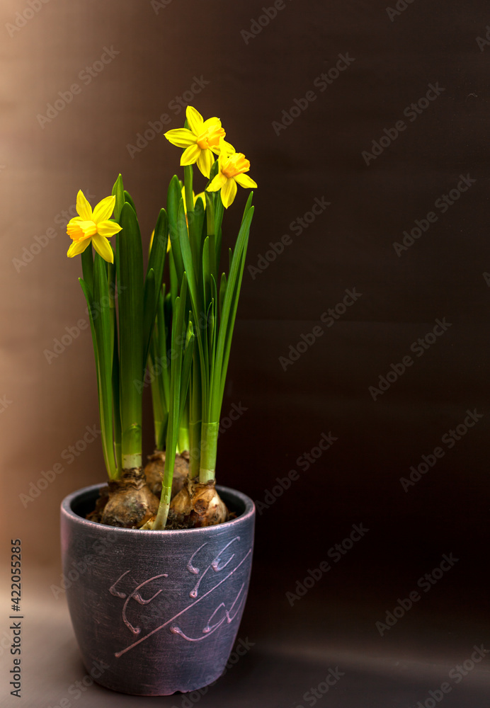Daffodils in a purple flower pot on a dark background. High quality photo. Vertical photo