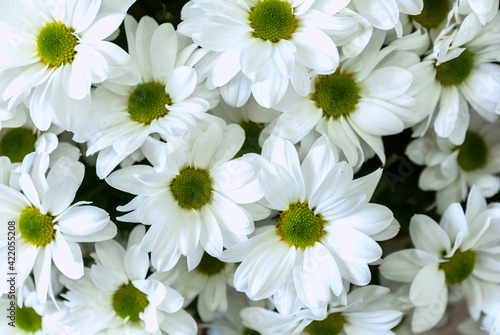 White chrysanthemum flowers  bunch of cut natural flowers  close-up