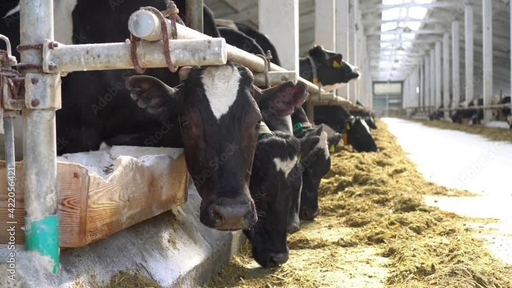 Cowshed. Dairy cows in a farm. Cows eating fresh hay. Natural milk ...
