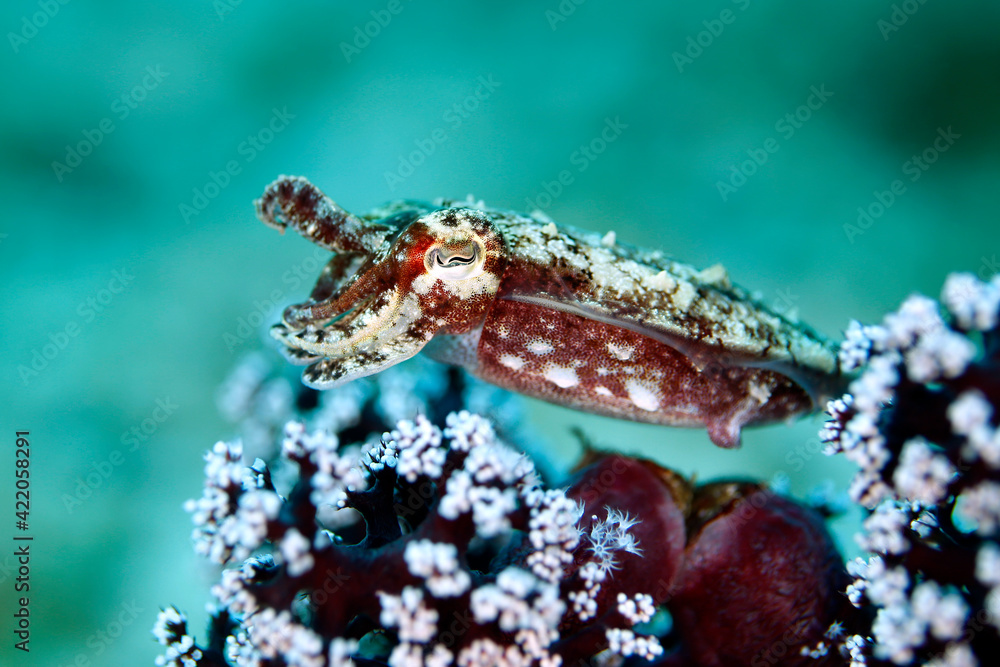 Juvenile Broadclub Cuttlefish (Sepia latimanus, aka Reef Cuttlefish ...