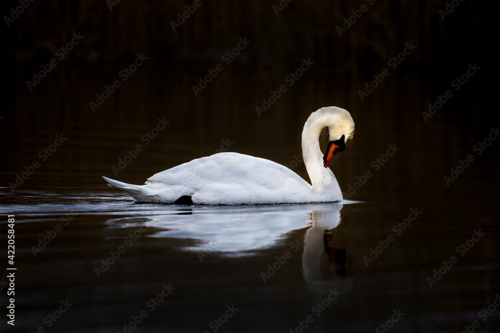 White swan on the lake White swan on the lake