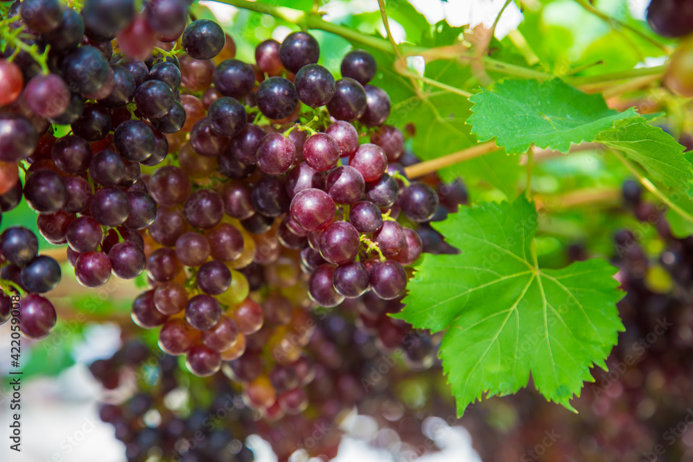 Red wine grape fruit on branch agricultural industry