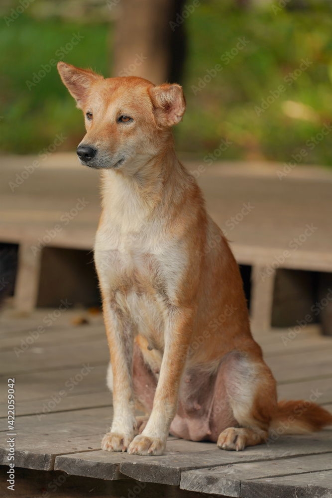 Thai brown dog looking homeless.  