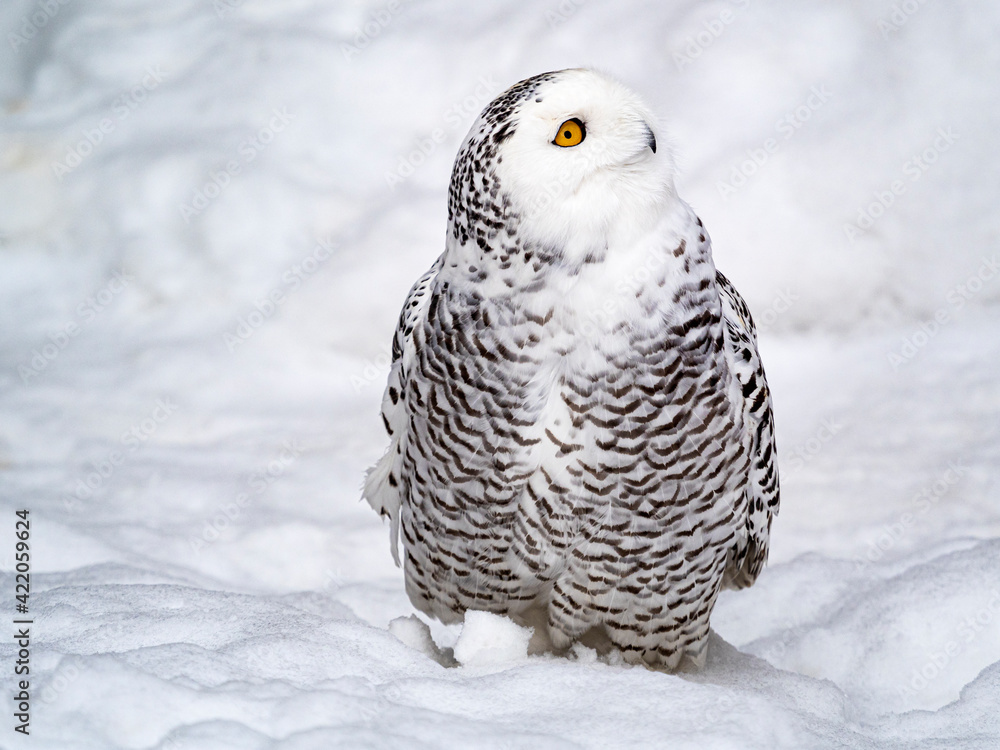 Fototapeta premium Nyctea scandiaca. Full-length photo of arctic owl.
