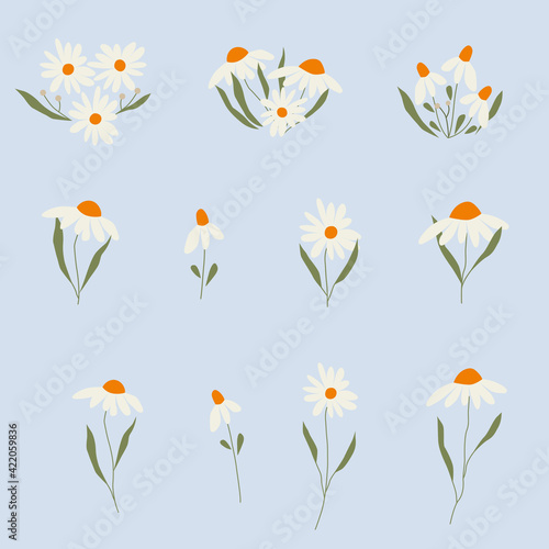 Vector chamomile. Flowers set of daises.