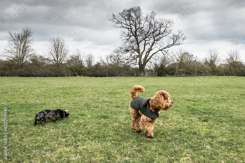 Miniature Poodle and young Dachshund puppy seen playing together in a large open space. photo