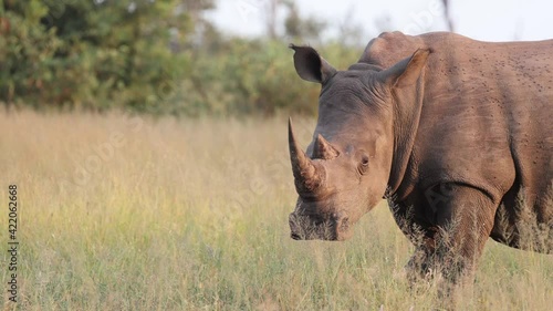 Close up of a white rhino in golden light
