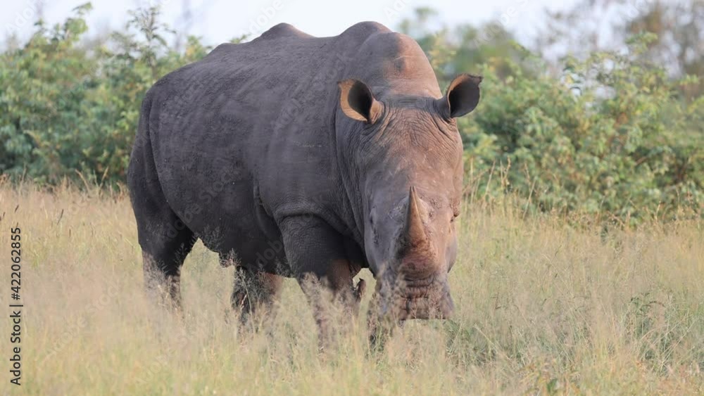 white rhino bull close up - full body white rhino bull close up - full body
