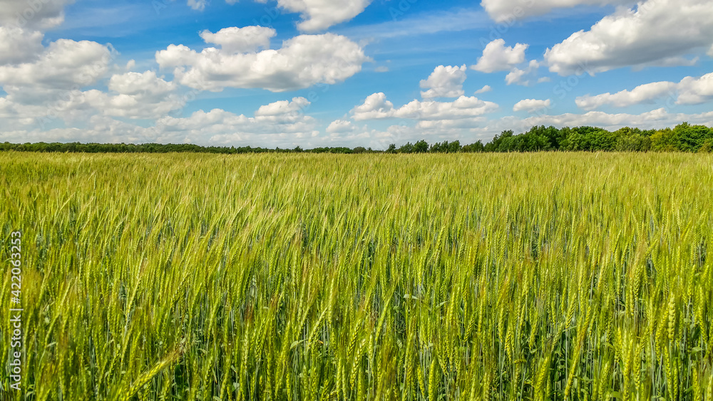 Wide field with wheat germ under a blue sunny sky with beautiful clouds