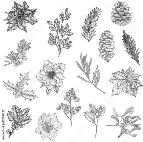 Hand painted christmas flowers, pine cones, poinsettia, holly berry and branches, leaves. Black outline vector graphics.