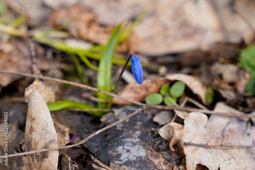 One of the first flowers that begin to bloom in spring is scilla (scylla)