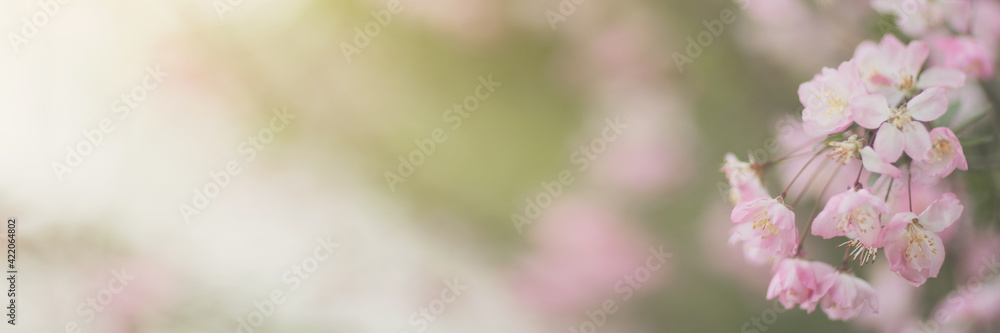 Fototapeta premium Beautiful floral spring abstract background of nature. Branches of blossoming cherry with selective focus. Web Banner For easter and spring greeting cards with copy space