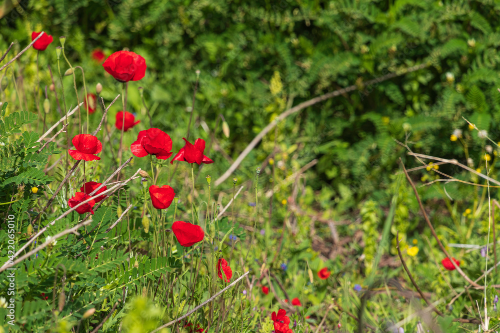 Red poppy flowers among green grass on blurred background