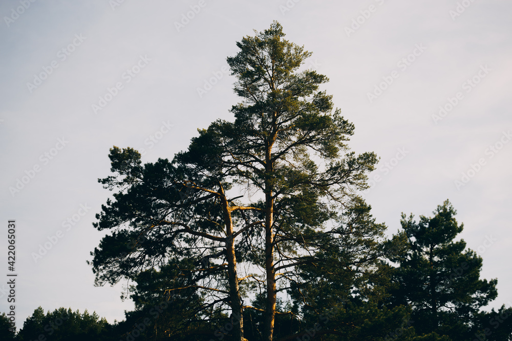 Crown of coniferous tree with light blue clear sky. Main tribes are illuminated by orange rays of setting sun. In background you can see the dark crowns of trees of the local forest. Crown of coniferous tree with light blue clear sky. Main tribes are illuminated by orange rays of setting sun. In background you can see the dark crowns of trees of the local forest.