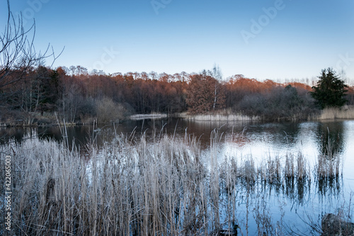 Staw w  nadmorskim parku o zmierzchu photo