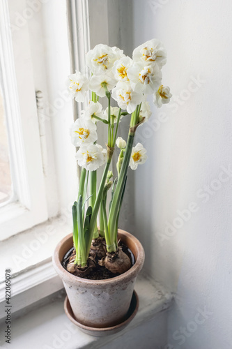 Spring indoor still life. White blooming daffodil in flower pot on old window sill. Easter floral home decoration. Feminine lifestyle Selective focus, top view. No people, vertical composition.