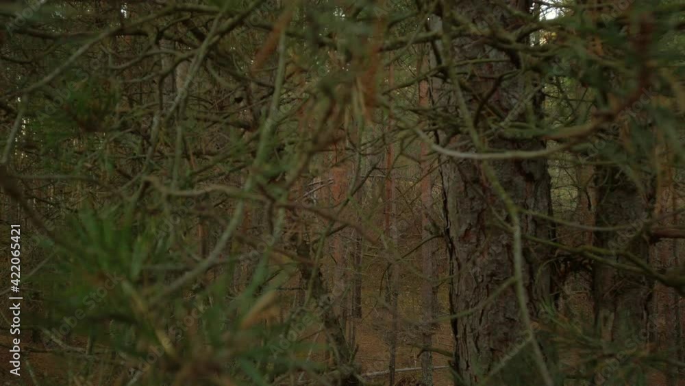 Morning in beautiful pine dark foggy forest. Morning in beautiful pine dark foggy forest.