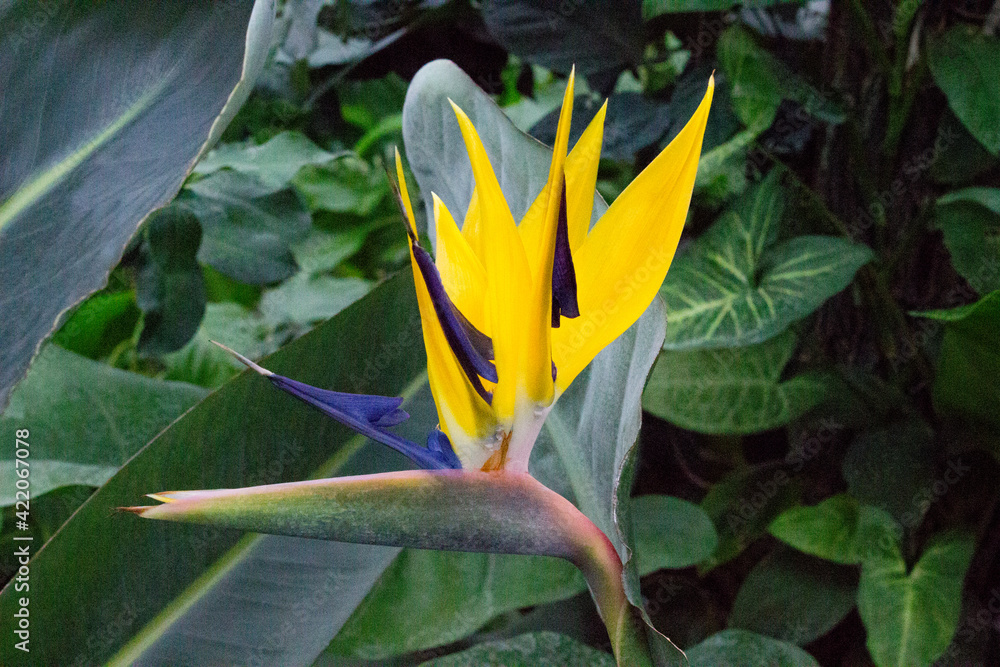 African strelitzia, tropical flower, bird of paradise in the garden. African strelitzia, tropical flower, bird of paradise in the garden.