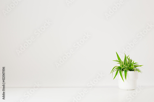 Plant on a white table and space for mock-up.  