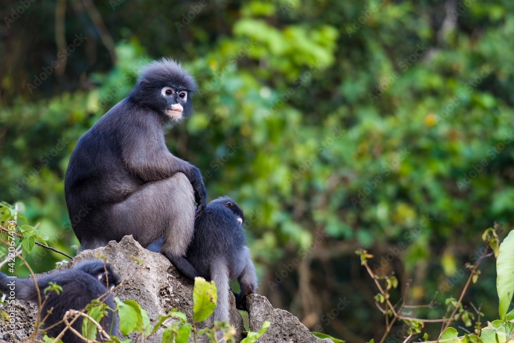 Fototapeta premium Dusky Langur, Spectacled Langur on the mountain in nature.