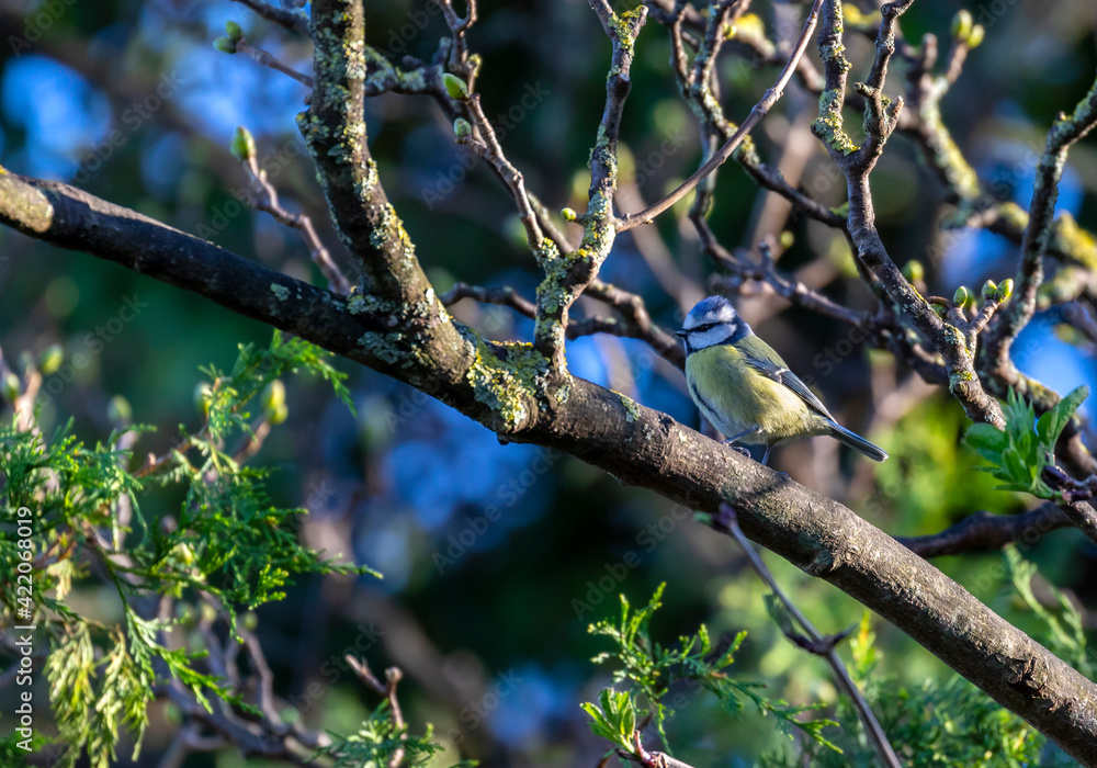 Blue tit bird (Cyanistes caeruleus) on branch perch in Spring sunshine with new bud growth on tree. Ireland. Side small Eurasian passerine bird with blue, yellow and green feathers Blue tit bird (Cyanistes caeruleus) on branch perch in Spring sunshine with new bud growth on tree. Ireland. Side small Eurasian passerine bird with blue, yellow and green feathers