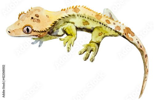 watercolor drawing of Rhacodactylus gecko