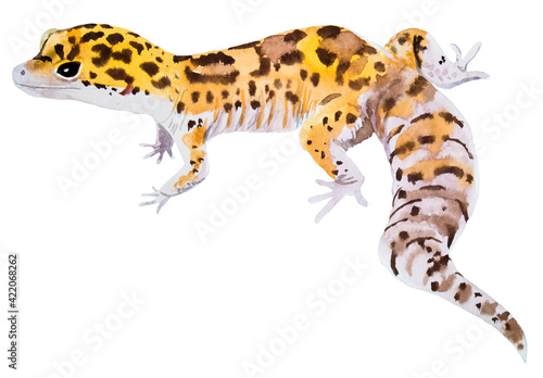 watercolor drawing of Leopard Gecko