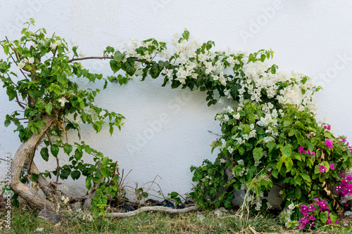 Flowers on empty stone wall and paved street