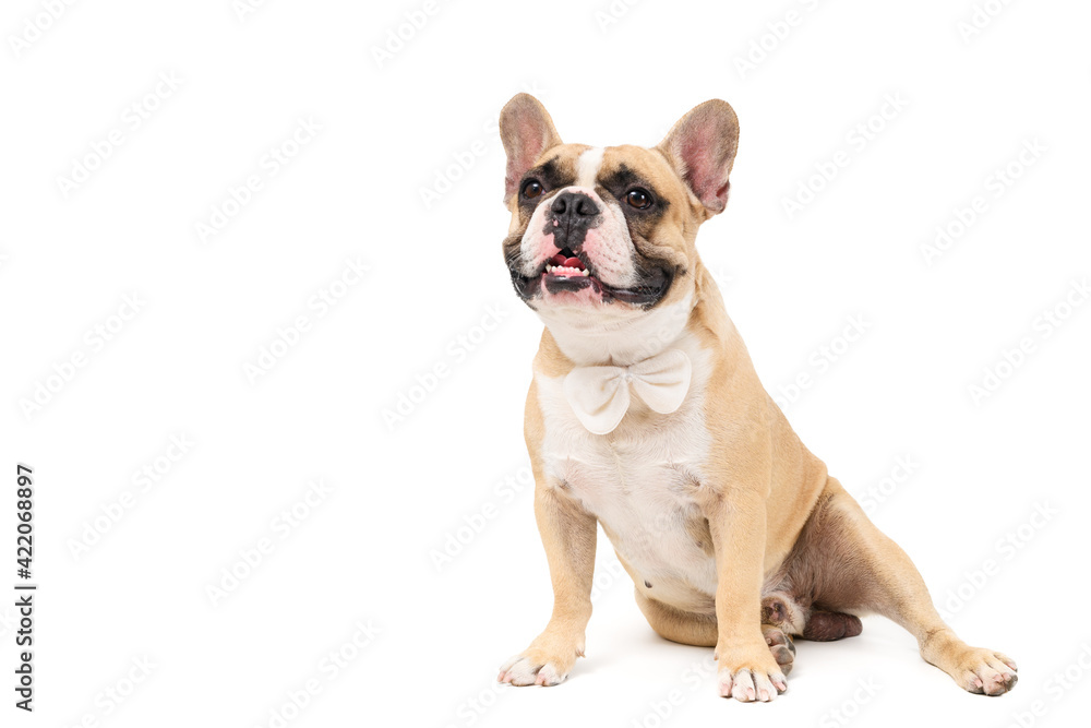 portrait of cute french bulldog wear white bowtie and sitting isolated