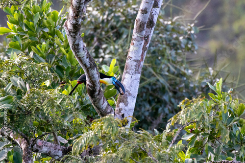Toucan Ariel en Guyane