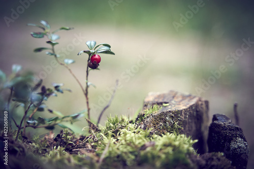 Several lingonberry berries growing on a branch. Red berries on a stump among moss on a green background photo