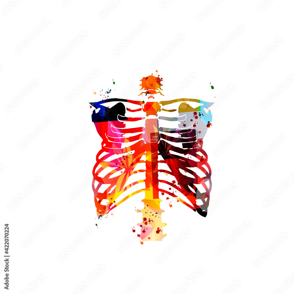 Colorful rib skeleton, rib cage bones, anatomical poster with human ...