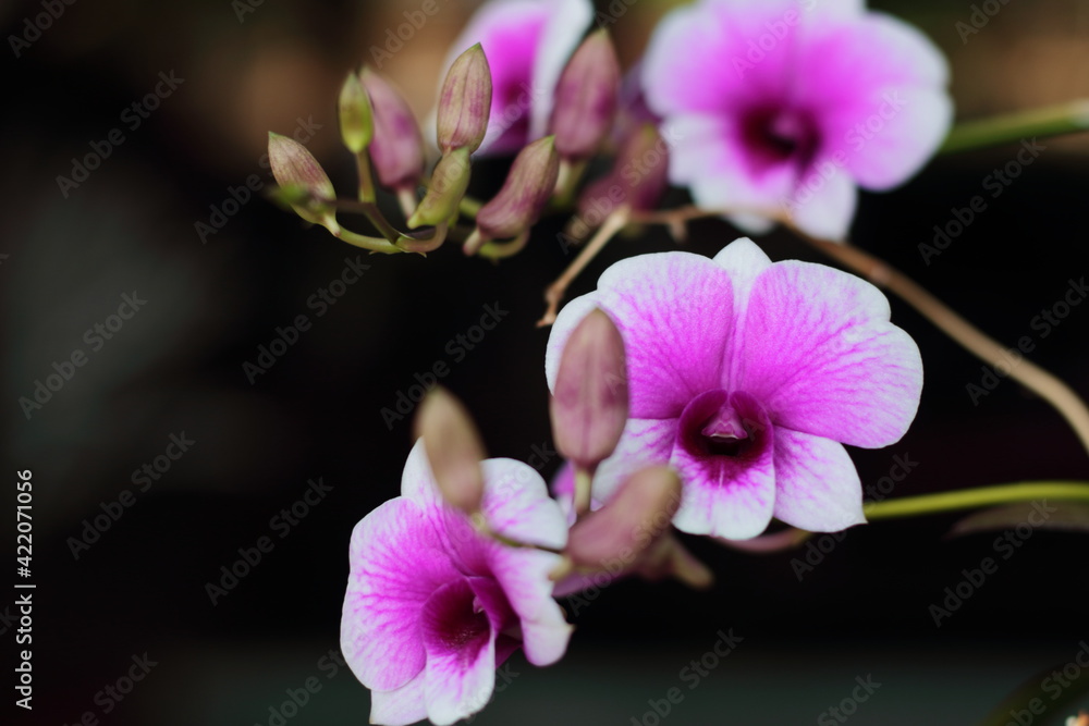 Fototapeta premium White pink orchid flower on blurred background