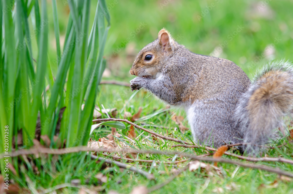 Obraz premium Brown and grey squirrel eating by a daffodil bunch of leaves