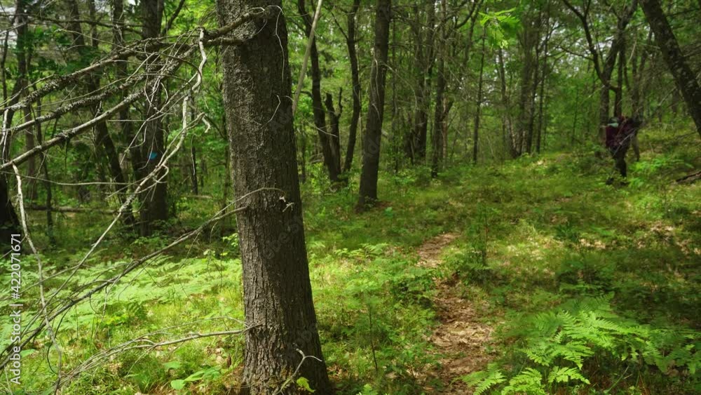 A couple hiking with large backpacks through a lush forest. A couple hiking with large backpacks through a lush forest.