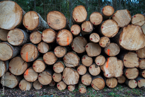 Fototapeta Naklejka Na Ścianę i Meble -  stacked felled tree trunks at the edge of the of wood