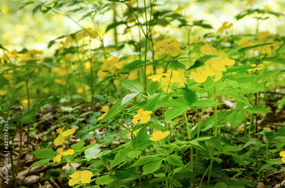 山の中でひっそりと美しく咲くヤマブキの花 山の中でひっそりと美しく咲くヤマブキの花