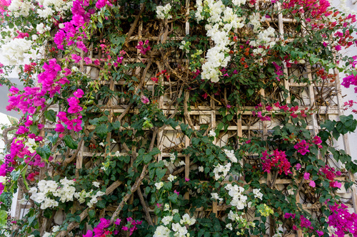 Flowers on empty stone wall and paved street