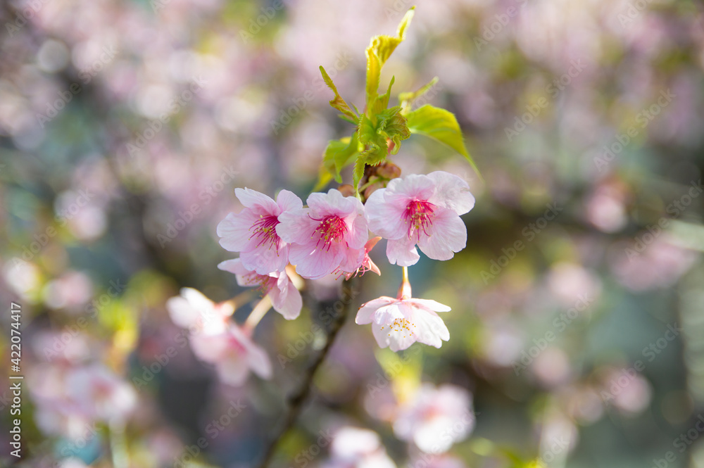 桜の花 桜の花
