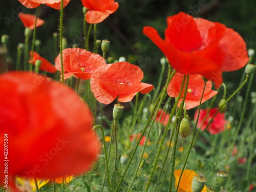 Close up of poppy flowers field