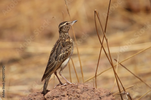 sabota lark photo