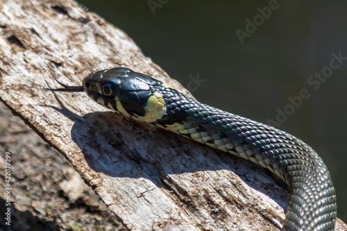 Grass snake.